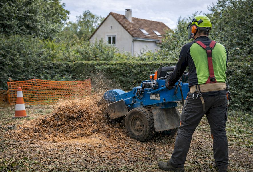 Rognage de souche après abattage d’arbre - Yvelines 78