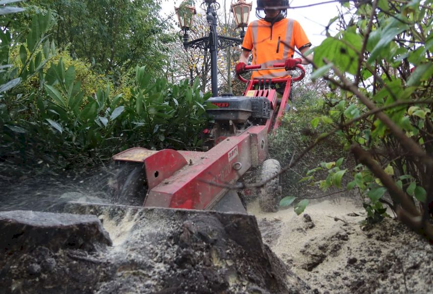 Nettoyage après dessouchage et évacuation des déchets verts - Yvelines (78)